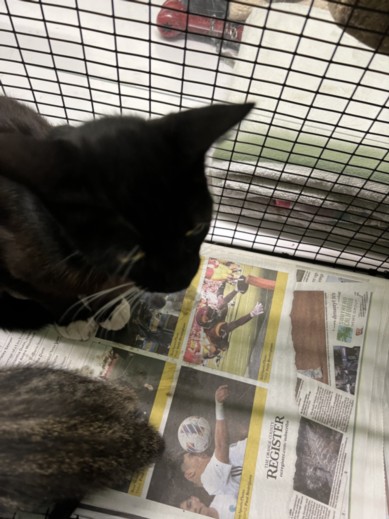 Shelter Stray Female Cat last seen , 1850 W 60th St, Los Angeles, CA 90047, USA