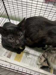Shelter Stray Female Cat last seen , 1850 W 60th St, Los Angeles, CA 90047, USA