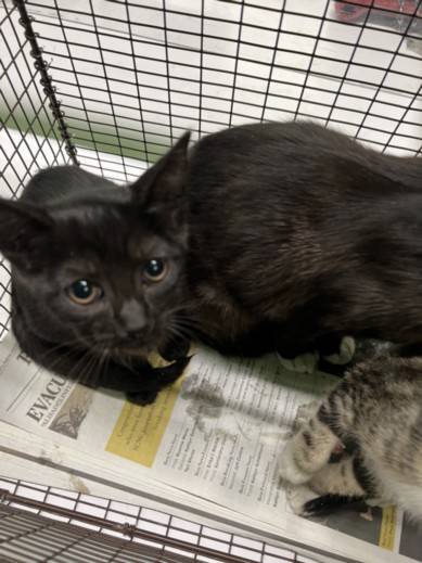Shelter Stray Female Cat last seen , 1850 W 60th St, Los Angeles, CA 90047, USA