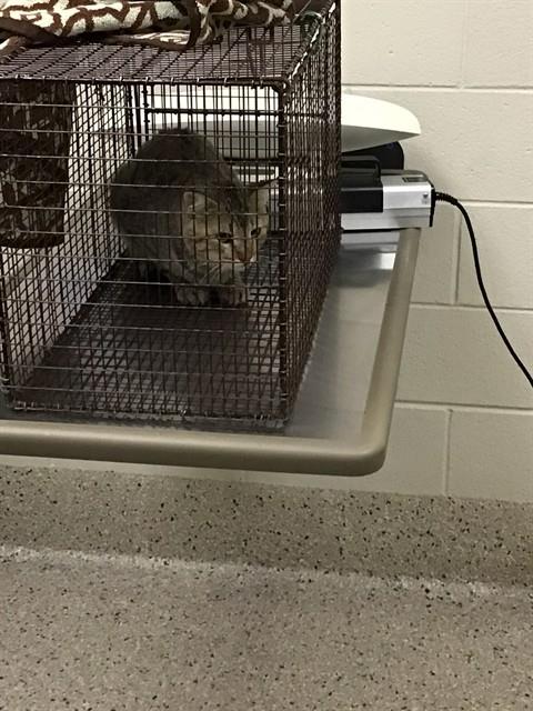 Shelter Stray Unknown Cat last seen Near BLOCK E 88TH AVE, 12155 Park Blvd, Brighton, CO 80601, USA