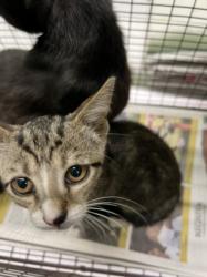 Shelter Stray Male Cat last seen , 1850 W 60th St, Los Angeles, CA 90047, USA