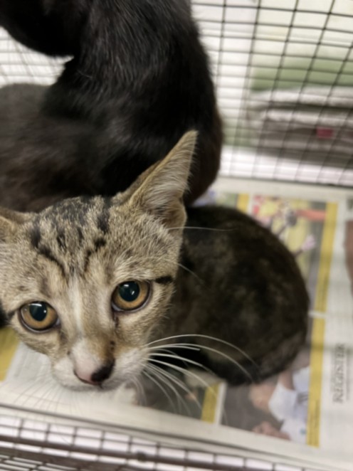 Shelter Stray Male Cat last seen , 1850 W 60th St, Los Angeles, CA 90047, USA