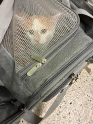 Shelter Stray Female Cat last seen Near BLOCK QUEBEC ST, 12155 Park Blvd, Brighton, CO 80601, USA