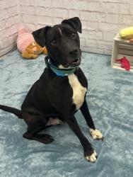 Shelter Stray Male Dog last seen Near BLOCK VINEWOOD ST, DETROIT MI 48208, 7401 Chrysler Dr, Detroit, MI 48211, USA