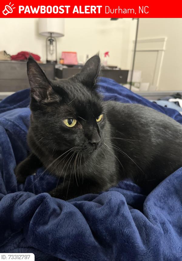 Lost Male Cat last seen Clarendon st and Guess Rd, Durham, NC 27705
