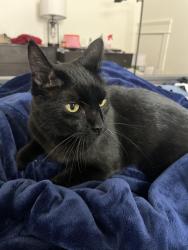 Lost Male Cat last seen Clarendon st and Guess Rd, Durham, NC 27705