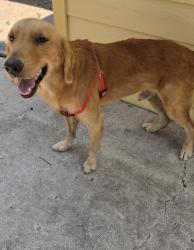 Reunited Male Dog last seen E Progressar drive Pharr 78577, Pharr, TX 78577