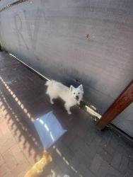 Reunited Female Dog last seen Maze Blvd and north emerald, Modesto, CA 95351