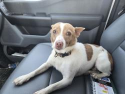 Found/Stray Female Dog last seen Standing rock rd, Signal Mountain, TN 37377