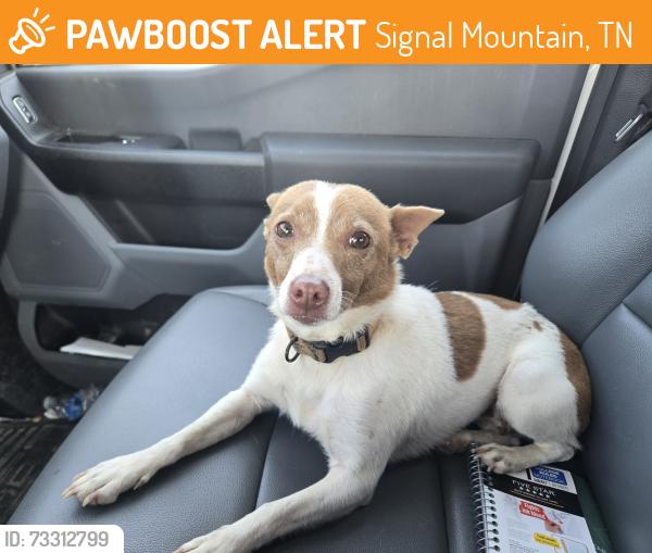 Found/Stray Female Dog last seen Standing rock rd, Signal Mountain, TN 37377
