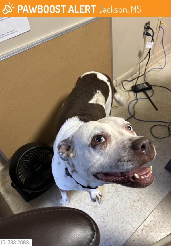 Found/Stray Female Dog last seen Belhaven University, Jackson, MS 39202