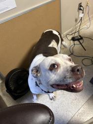 Found/Stray Female Dog last seen Belhaven University, Jackson, MS 39202