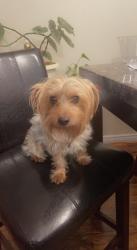 Reunited Male Dog last seen Perth st, Denver, CO 80249