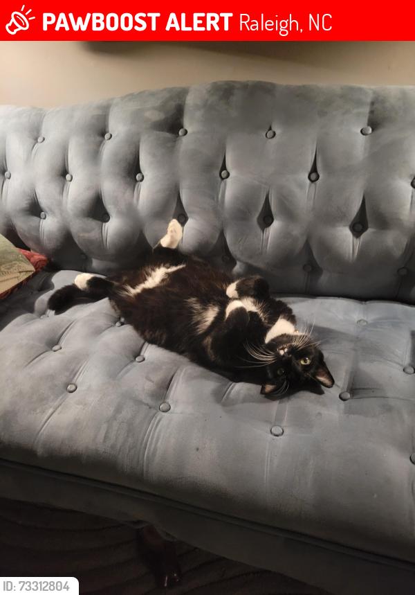 Lost Male Cat last seen Leesville Road & Farless, Raleigh, NC 27613