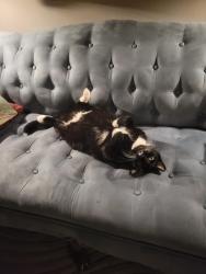 Lost Male Cat last seen Leesville Road & Farless, Raleigh, NC 27613