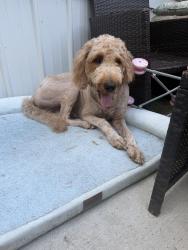 Reunited Male Dog last seen near the woods of 684 piedmont rd, Hull, GA 30646