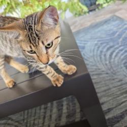 Found/Stray Male Cat last seen Louetta and Spring Cypress Rock Creek, Cypress, TX 77429