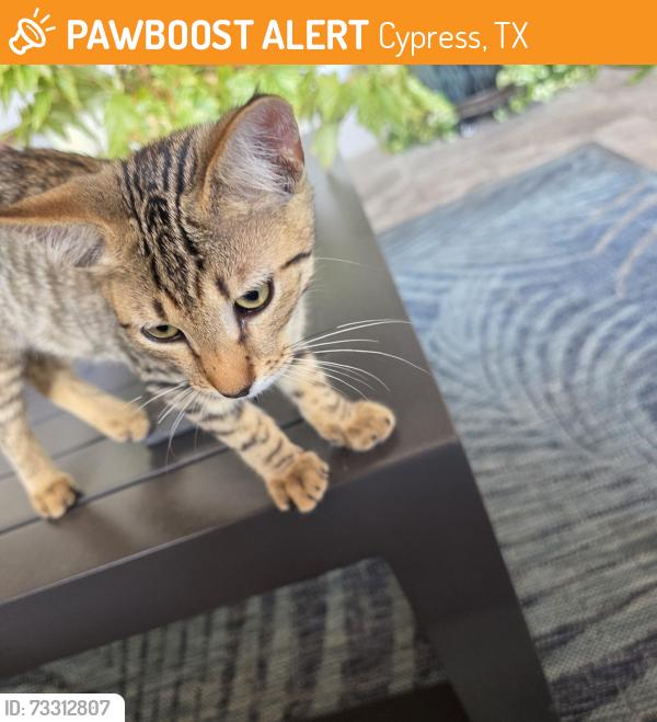 Found/Stray Male Cat last seen Louetta and Spring Cypress Rock Creek, Cypress, TX 77429