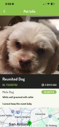 Lost Male Dog last seen Crest way apmts, Windcrest, TX 78239