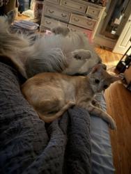 Shelter Stray Female Cat last seen , 30038, GA, 3280 Chamblee Dunwoody Rd, Chamblee, GA 30341, USA