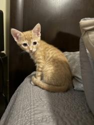 Shelter Stray Male Cat last seen , 30038, GA, 3280 Chamblee Dunwoody Rd, Chamblee, GA 30341, USA