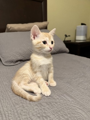 Shelter Stray Male Cat last seen , 30038, GA, 3280 Chamblee Dunwoody Rd, Chamblee, GA 30341, USA