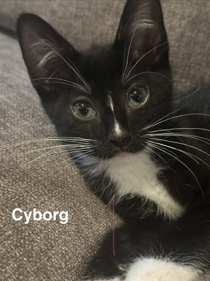 Shelter Stray Male Cat last seen Near Ballina Drive, 30034, GA, 3280 Chamblee Dunwoody Rd, Chamblee, GA 30341, USA
