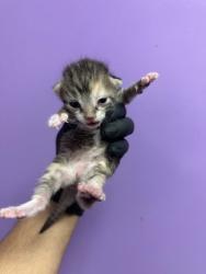 Shelter Stray Female Cat last seen Near Karl Wyler Dr, CITY of El Paso, TX, 5001 Fred Wilson Ave, El Paso, TX 79906, USA