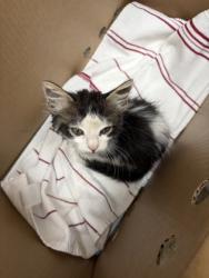 Shelter Stray Male Cat last seen SOMIS WAY at SUN RIVER DR, City of Sacramento, CA, 6201 Florin Perkins Rd, Sacramento, CA 95828, USA