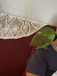Reunited Female Bird last seen Puente Ave, City of Industry, CA 91746