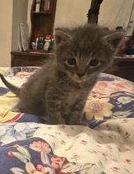 Shelter Stray Male Cat last seen Near Windsor Mill Rd, 21207, MD, 2490 Giles Rd, Baltimore, MD 21225, USA