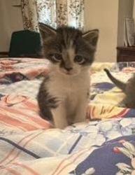 Shelter Stray Female Cat last seen Near Windsor Mill Rd, 21207, MD, 2490 Giles Rd, Baltimore, MD 21225, USA