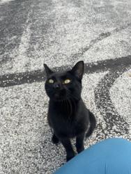 Shelter Stray Male Cat last seen Holland Sylvania Rd, Lucas County, OH, 827 Illinois Ave, Maumee, OH 43537, USA