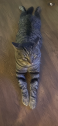 Reunited Male Cat last seen Edinger and flower, Santa Ana, CA 92707