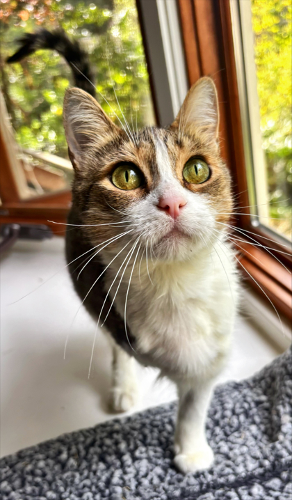 Shelter Stray Female Cat last seen , , CA, 1101 29th Ave, Oakland, CA 94601, USA