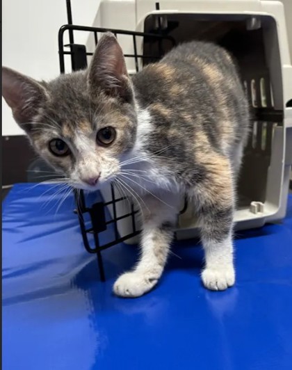 Shelter Stray Female Cat last seen Near Spring St NW, Atlanta, GA, 1251 Fulton Industrial Blvd NW, Atlanta, GA 30336, USA