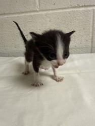Shelter Stray Male Cat last seen Near C St, Knox County GP, TN, 3201 Division St, Knoxville, TN 37919, USA