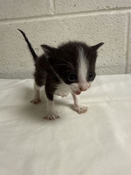 Shelter Stray Male Cat last seen Near C St, Knox County GP, TN, 3201 Division St, Knoxville, TN 37919, USA
