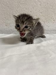 Shelter Stray Male Cat last seen Near C St, Knox County GP, TN, 3201 Division St, Knoxville, TN 37919, USA