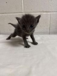 Shelter Stray Female Cat last seen Near C St, Knox County GP, TN, 3201 Division St, Knoxville, TN 37919, USA