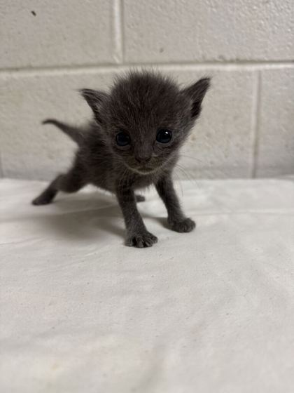 Shelter Stray Female Cat last seen Near C St, Knox County GP, TN, 3201 Division St, Knoxville, TN 37919, USA