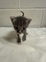 Shelter Stray Male Cat last seen Near C St, Knox County GP, TN, 3201 Division St, Knoxville, TN 37919, USA
