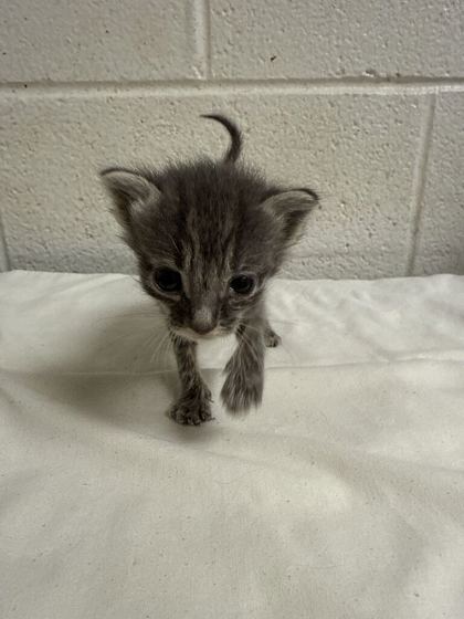 Shelter Stray Male Cat last seen Near C St, Knox County GP, TN, 3201 Division St, Knoxville, TN 37919, USA
