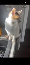 Reunited Female Cat last seen By the south Casey’s, north of the High school, Winterset, IA 50273