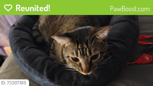 Reunited Male Cat last seen 60th, Lynnwood, WA 98036