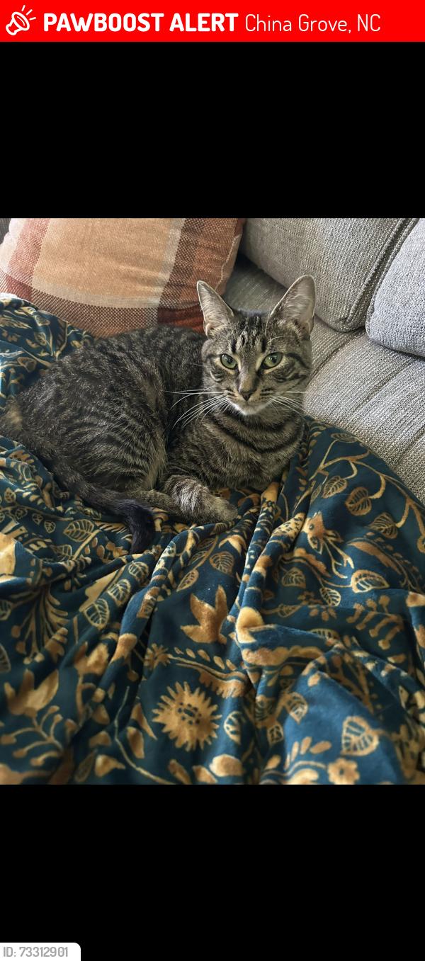 Lost Female Cat last seen Near China grove middle school, China Grove, NC 28023