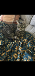Lost Female Cat last seen Near China grove middle school, China Grove, NC 28023