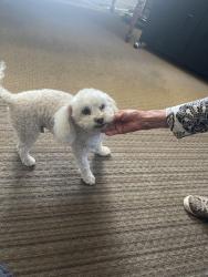 Lost Male Dog last seen Cypress Park on Frederick Street, Los Angeles, CA 90031