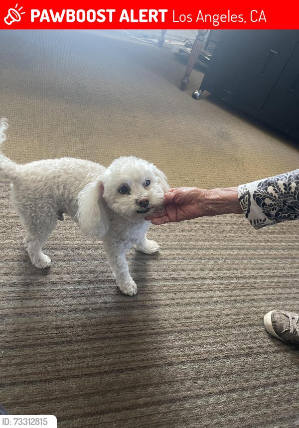 Lost Male Dog last seen Cypress Park on Frederick Street, Los Angeles, CA 90031