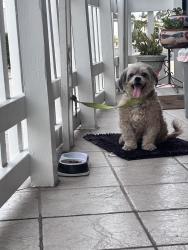 Reunited Male Dog last seen Near Imperial Hwy., Norwalk, CA 90650, USA, Norwalk, CA 90650